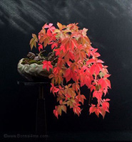 Virginia Creeper bonsai